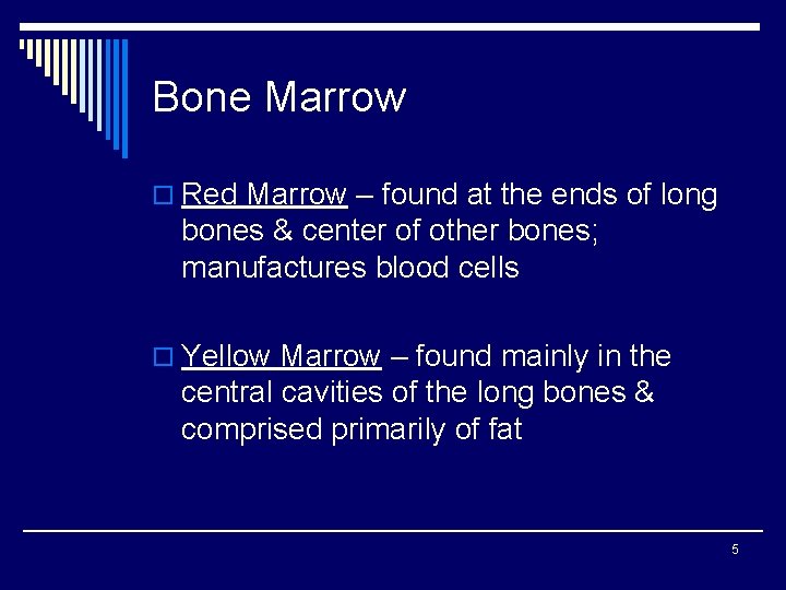 Bone Marrow o Red Marrow – found at the ends of long bones &