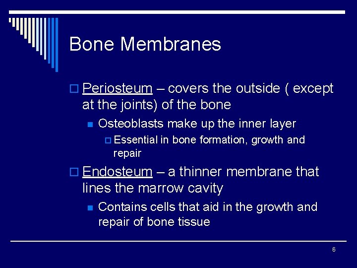 Bone Membranes o Periosteum – covers the outside ( except at the joints) of