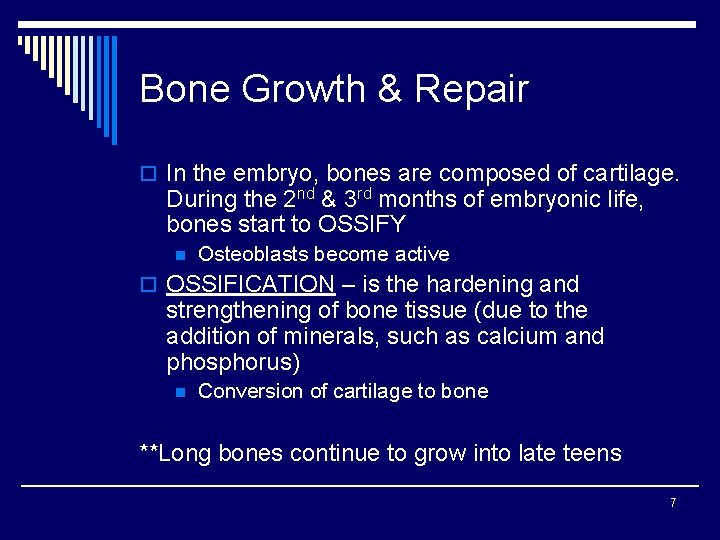 Bone Growth & Repair o In the embryo, bones are composed of cartilage. During