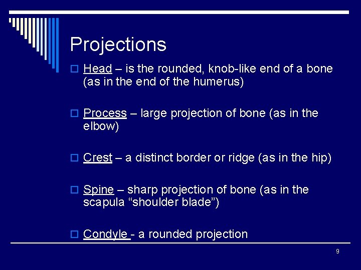 Projections o Head – is the rounded, knob-like end of a bone (as in