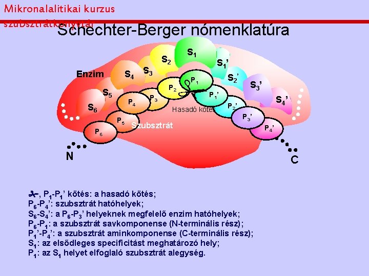 Mikronalalitikai kurzus szubsztrátkönyvtár Schechter-Berger nómenklatúra Enzim S 4 S 2 P 2 S 5