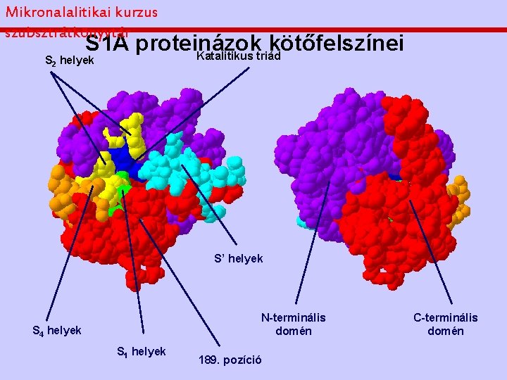 Mikronalalitikai kurzus szubsztrátkönyvtár S 1 A proteinázok kötőfelszínei Katalitikus triád S 2 helyek S’