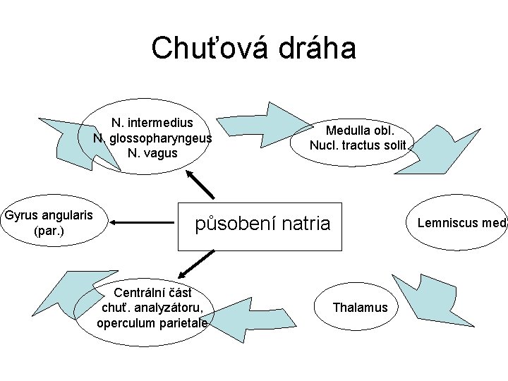 Chuťová dráha N. intermedius N. glossopharyngeus N. vagus Gyrus angularis (par. ) Medulla obl.