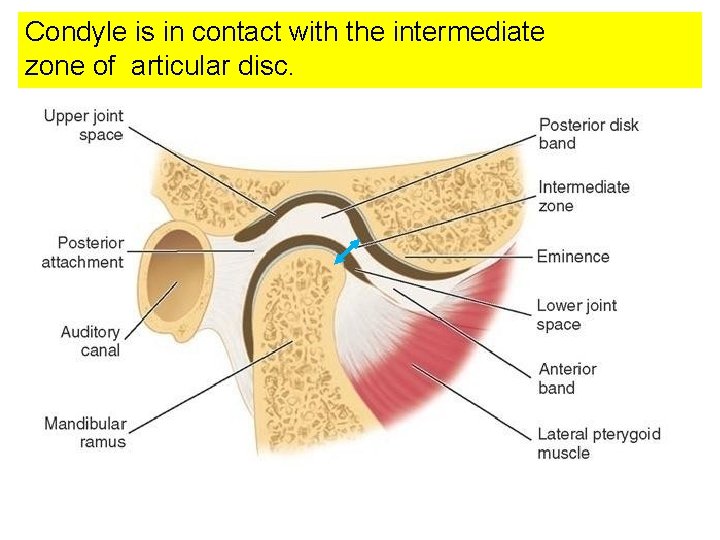 Condyle is in contact with the intermediate zone of articular disc. 