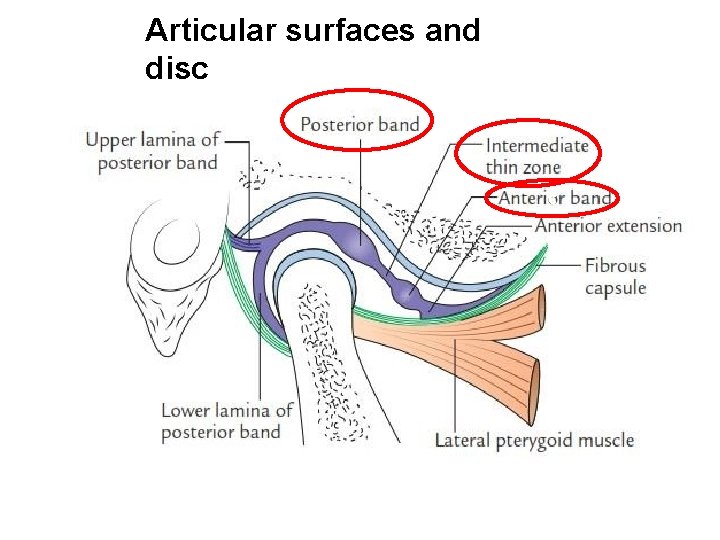 Articular surfaces and disc c 