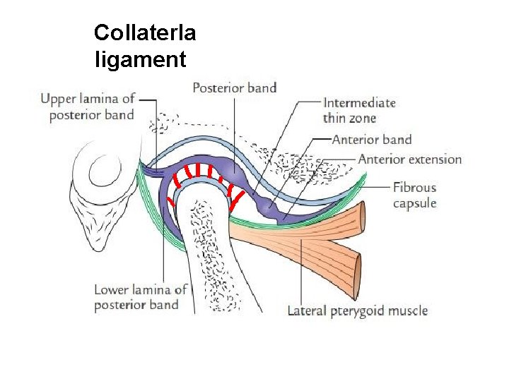 Collaterla ligament 