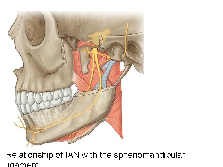 Relationship of IAN with the sphenomandibular 