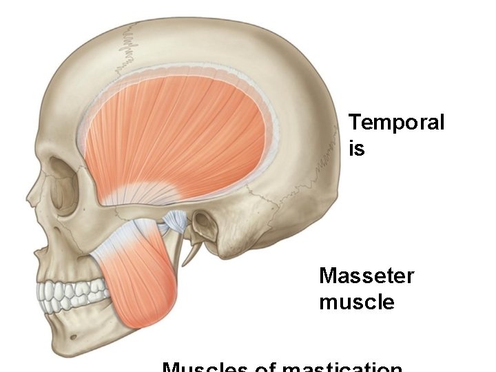 Temporal is Masseter muscle 