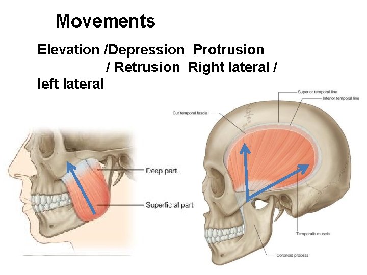 Movements Elevation /Depression Protrusion / Retrusion Right lateral / left lateral 