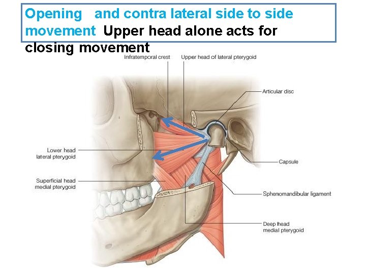 Opening and contra lateral side to side movement Upper head alone acts for closing