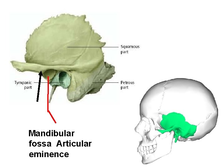 Mandibular fossa Articular eminence 