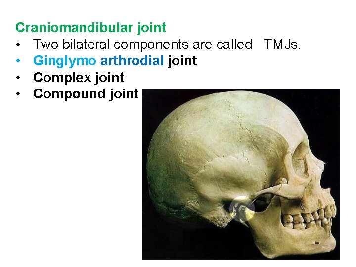 Craniomandibular joint • Two bilateral components are called TMJs. • Ginglymo arthrodial joint •