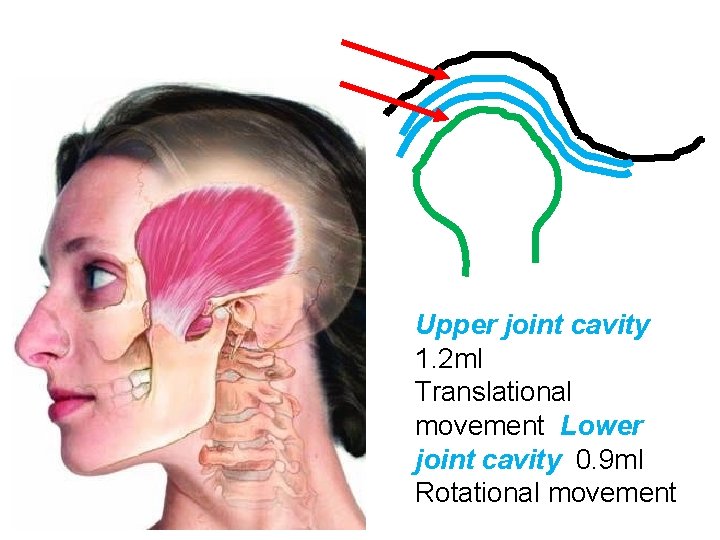 Upper joint cavity 1. 2 ml Translational movement Lower joint cavity 0. 9 ml