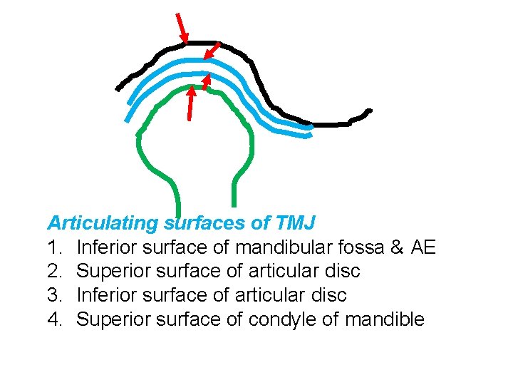 Articulating surfaces of TMJ 1. Inferior surface of mandibular fossa & AE 2. Superior