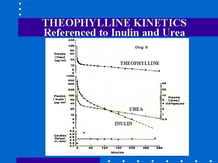 THEOPHYLLINE KINETICS Referenced to Inulin and Urea THEOPHYLLINE UREA INULIN 