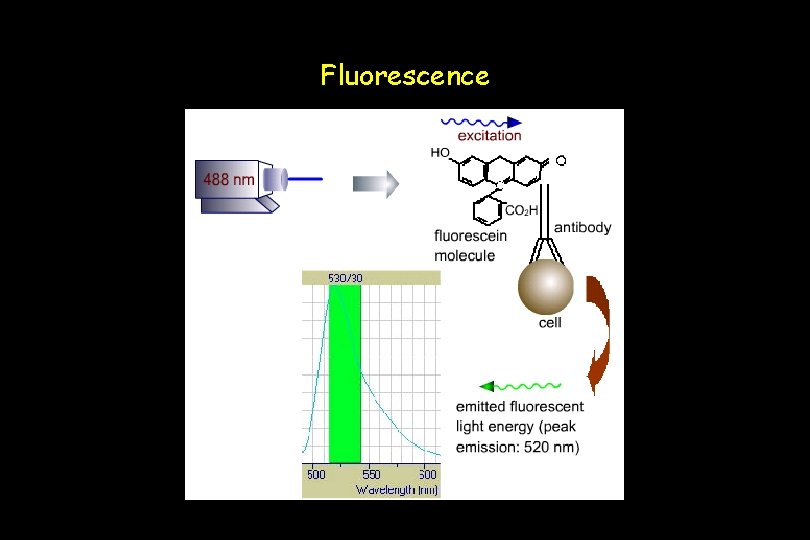 Fluorescence 