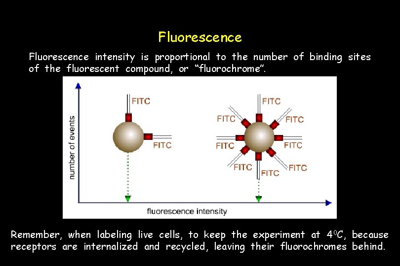 Fluorescence intensity is proportional to the number of binding sites of the fluorescent compound,