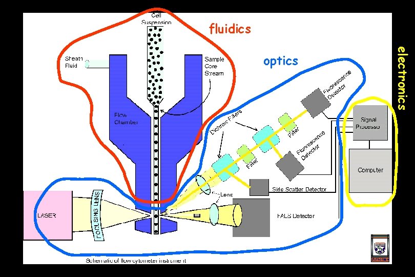 fluidics electronics optics 