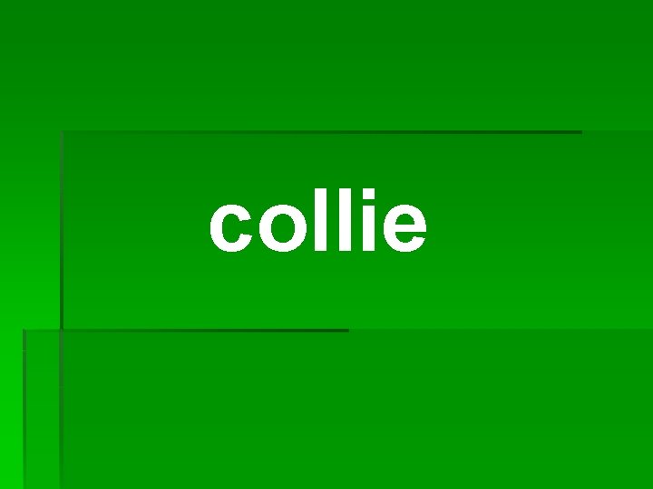 collie 