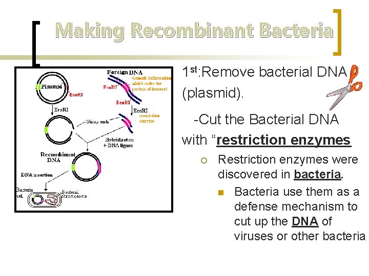 Making Recombinant Bacteria 1 st: Remove bacterial DNA (plasmid). -Cut the Bacterial DNA with