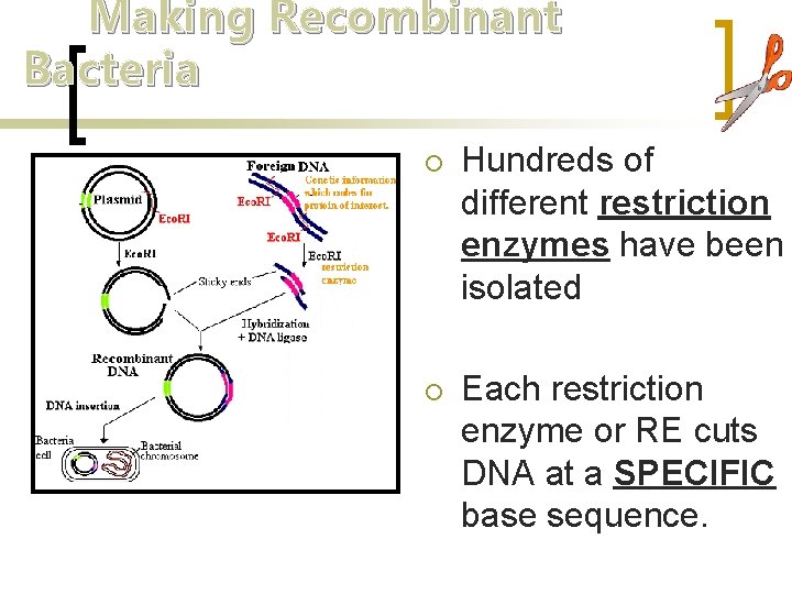 Making Recombinant Bacteria ¡ Hundreds of different restriction enzymes have been isolated ¡ Each