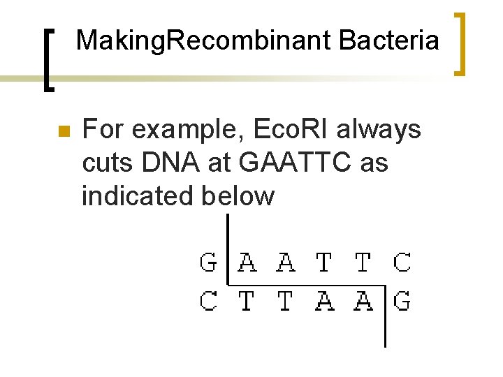Making. Recombinant Bacteria n For example, Eco. RI always cuts DNA at GAATTC as