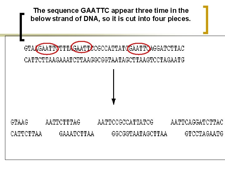 The sequence GAATTC appear three time in the below strand of DNA, so it