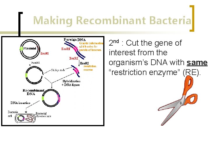 Making Recombinant Bacteria 2 nd : Cut the gene of interest from the organism’s