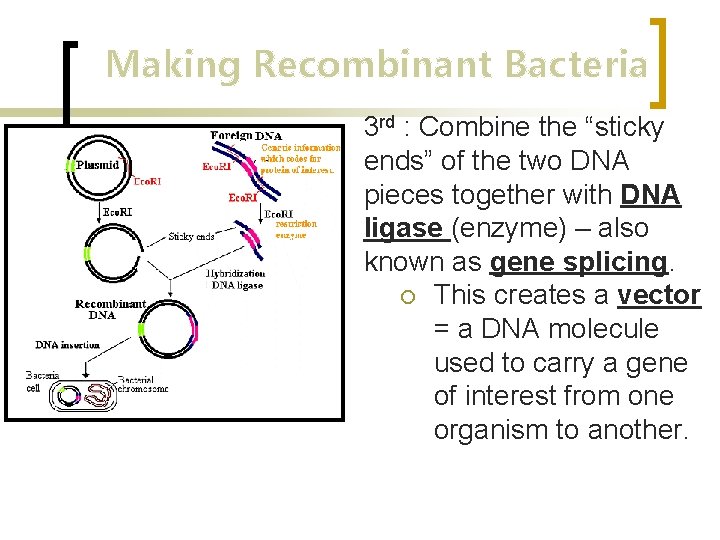 Making Recombinant Bacteria 3 rd : Combine the “sticky ends” of the two DNA