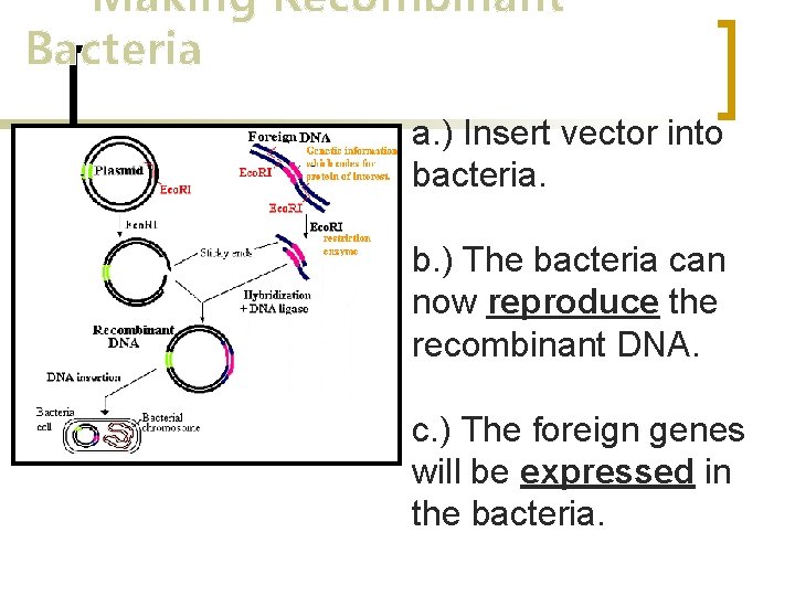 Making Recombinant Bacteria a. ) Insert vector into bacteria. b. ) The bacteria can