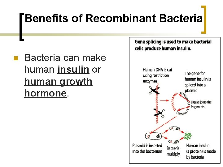 Benefits of Recombinant Bacteria n Bacteria can make human insulin or human growth hormone.