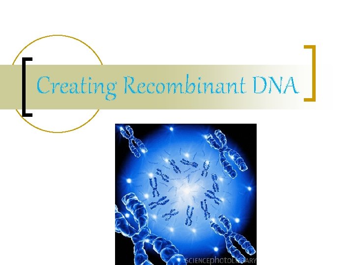 Creating Recombinant DNA 