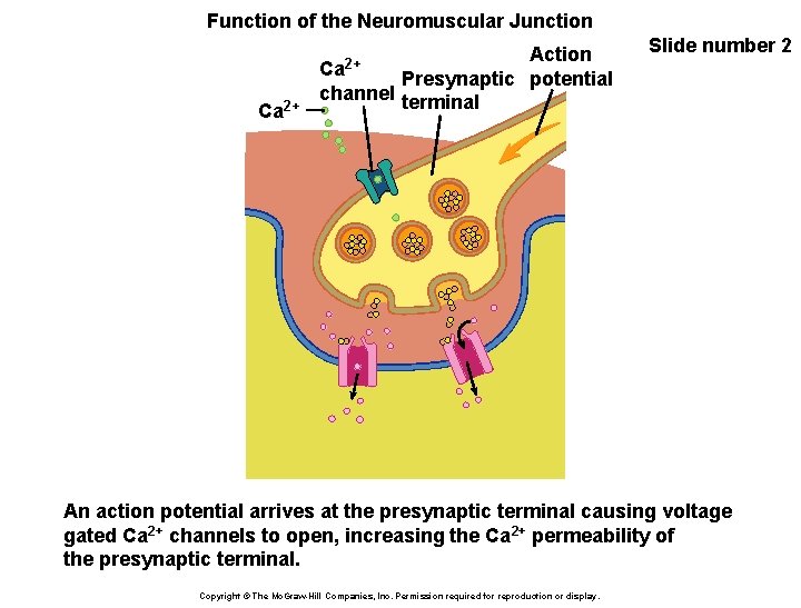 Function of the Neuromuscular Junction Ca 2+ Action 2+ Ca Presynaptic potential channel terminal