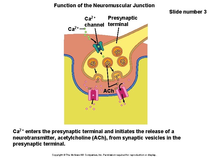 Function of the Neuromuscular Junction Slide number 3 Ca 2+ Presynaptic Ca 2+ channel