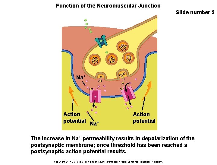 Function of the Neuromuscular Junction Slide number 5 Na+ Action potential The increase in