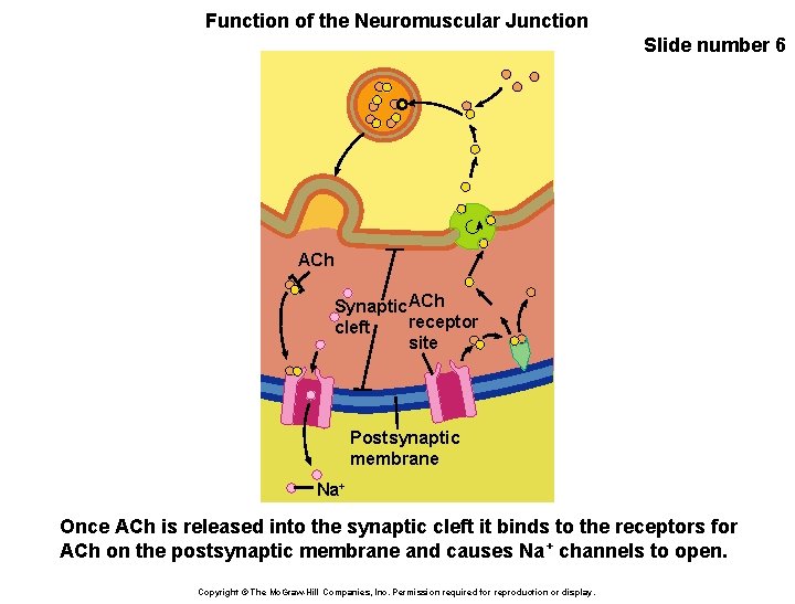 Function of the Neuromuscular Junction Slide number 6 ACh Synaptic. ACh receptor cleft site