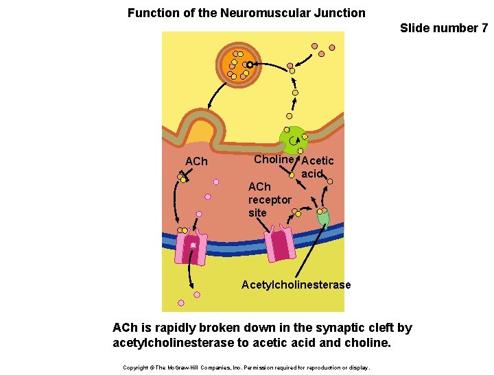 Function of the Neuromuscular Junction Slide number 7 ACh Choline Acetic acid ACh receptor