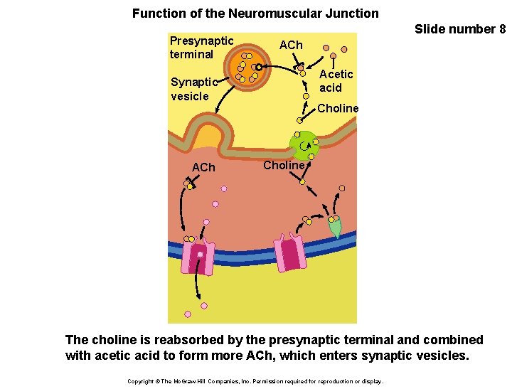 Function of the Neuromuscular Junction Presynaptic terminal Slide number 8 ACh Acetic acid Synaptic