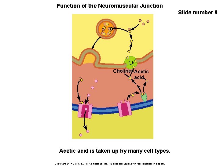 Function of the Neuromuscular Junction Slide number 9 Choline Acetic acid is taken up