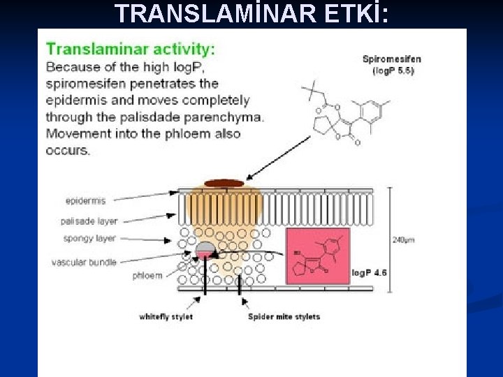 TRANSLAMİNAR ETKİ: 