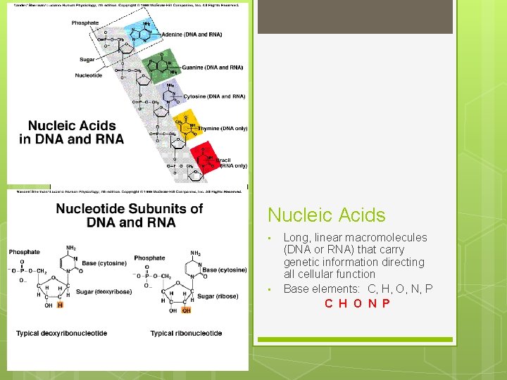 Nucleic Acids • • Long, linear macromolecules (DNA or RNA) that carry genetic information