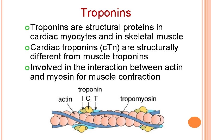 Troponins are structural proteins in cardiac myocytes and in skeletal muscle Cardiac troponins (c.