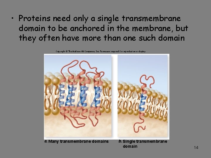  • Proteins need only a single transmembrane domain to be anchored in the