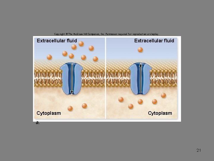 Copyright © The Mc. Graw-Hill Companies, Inc. Permission required for reproduction or display. Extracellular