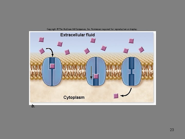Copyright © The Mc. Graw-Hill Companies, Inc. Permission required for reproduction or display. Extracellular