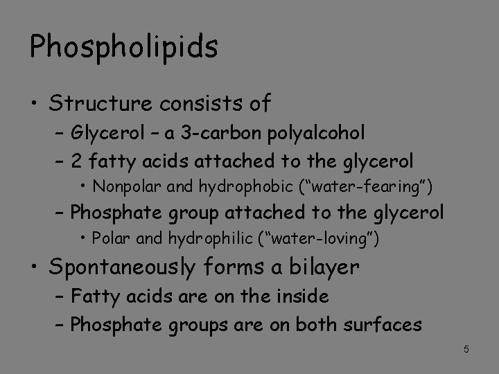 Phospholipids • Structure consists of – Glycerol – a 3 -carbon polyalcohol – 2