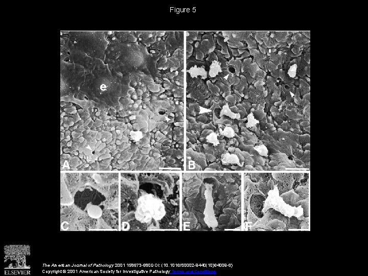 Figure 5 The American Journal of Pathology 2001 158673 -680 DOI: (10. 1016/S 0002