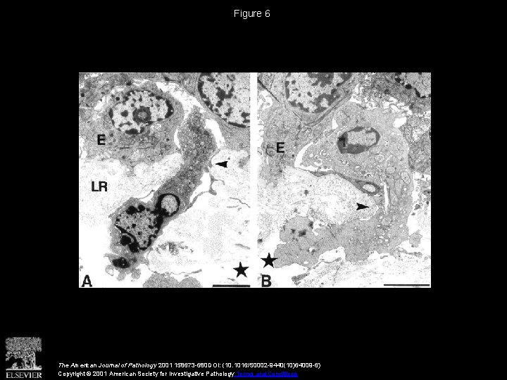 Figure 6 The American Journal of Pathology 2001 158673 -680 DOI: (10. 1016/S 0002