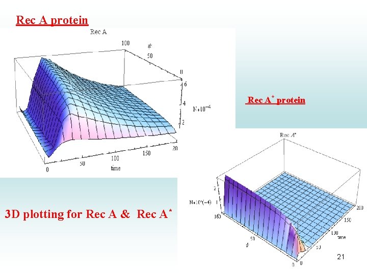 Rec A protein Rec A* protein 3 D plotting for Rec A & Rec