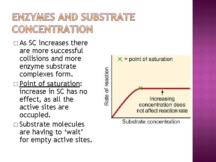 � As SC increases there are more successful collisions and more enzyme substrate complexes